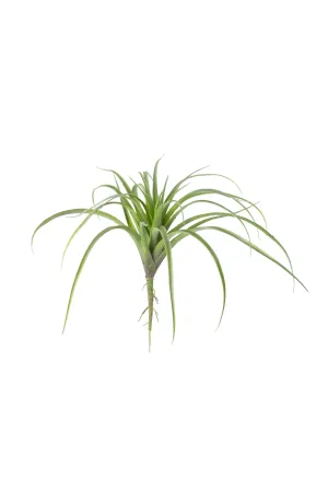 Large Artificial Air Plant (Pack of 6)
