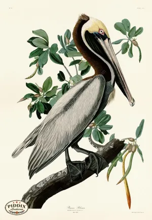 PDXC20787 -- Audubon Brown Pelican